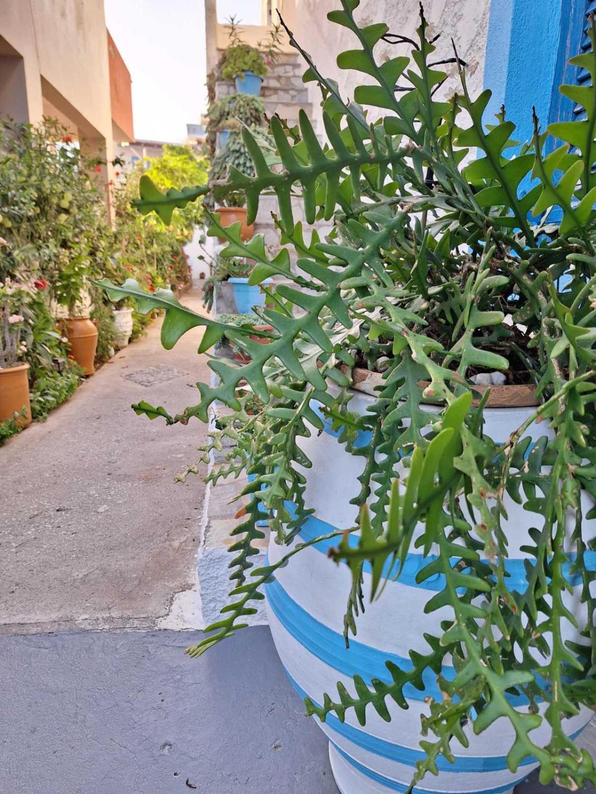 Βig Βlue Apartments Makríjalosz Kültér fotó